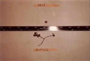 Click for 1 image(s) for this accession. Image